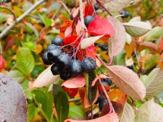 Vendemos frutos de aronia con urgencia, somos dueños de