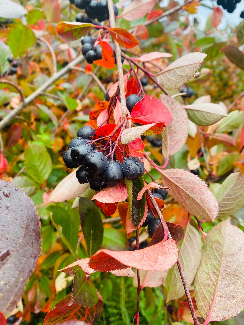 Vendemos frutos de aronia con urgencia, somos dueños de una plantación ECO, tenemos 3300 plantas, los frutos están bien maduros, buenos al gusto, grandes y