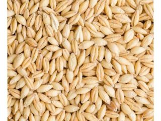 Ofrecemos cebada forrajera que tiene un valor nutricional muy