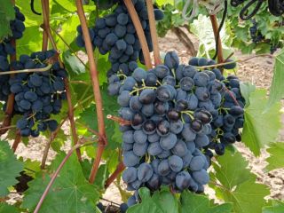 Vendemos uvas ¨Moldavia¨ de calidad. Los más dulces, negros,