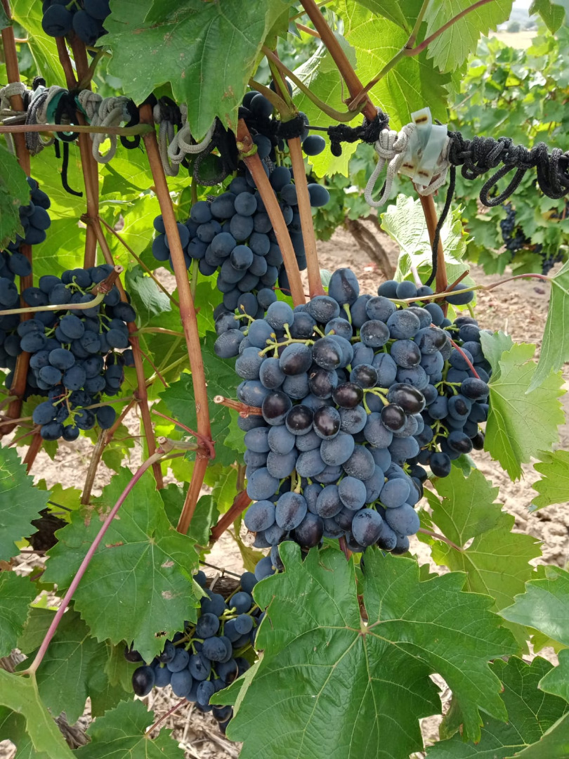 Vendemos uvas ¨Moldavia¨ de calidad