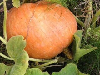 Venderé calabazas de bambú en la cantidad de aproximadamente