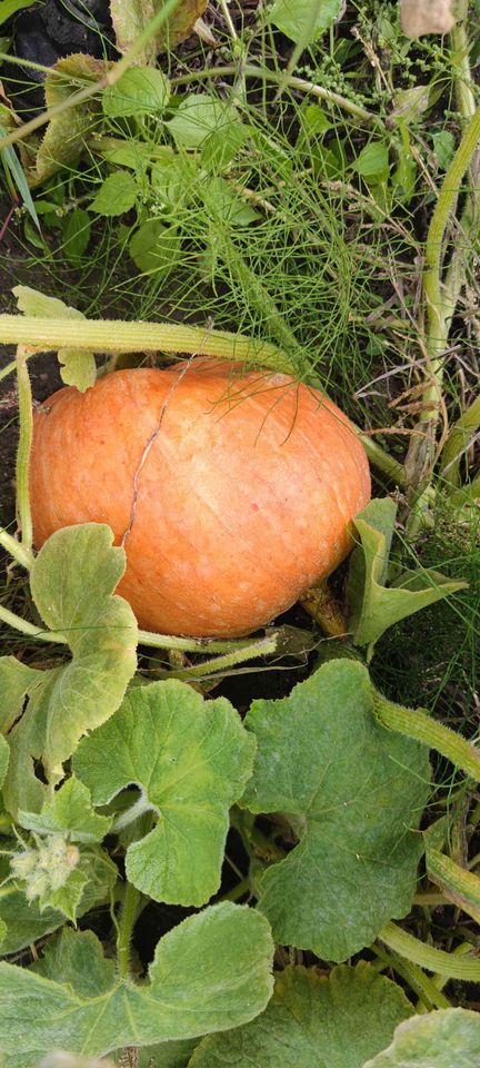 Venderé calabazas de bambú en la cantidad de aproximadamente 2-3 toneladas, la posibilidad de entregar calabazas