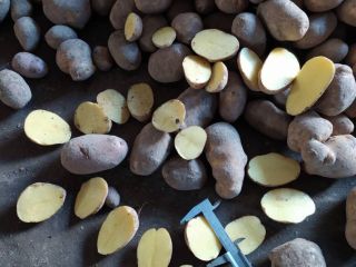 Vendemos patatas comerciales y patatas de siembra al por