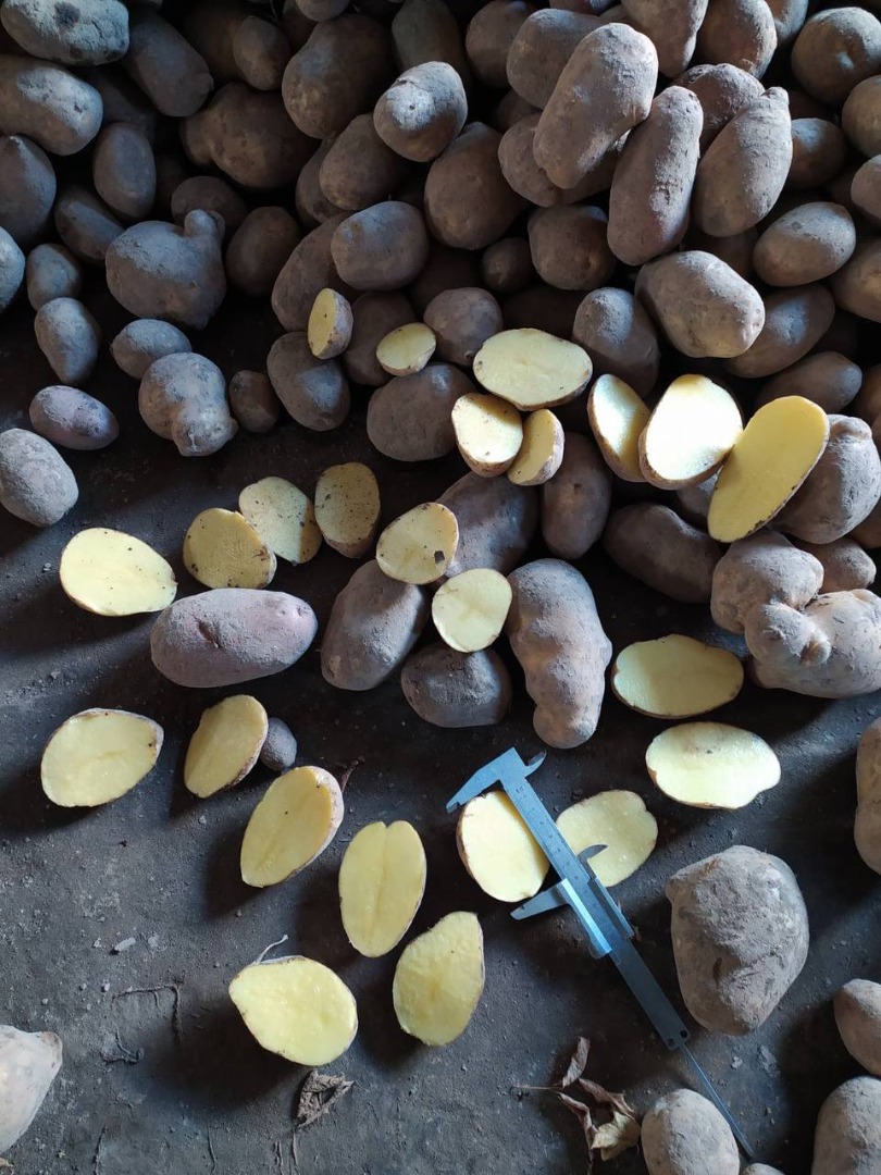 Vendemos patatas comerciales y patatas de siembra al por mayor