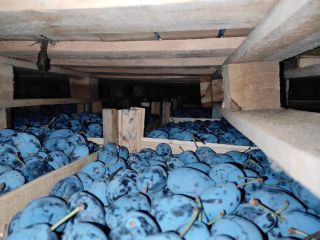 Vendo Stanley Plum, Strong, Sweet en grandes cantidades, detalles