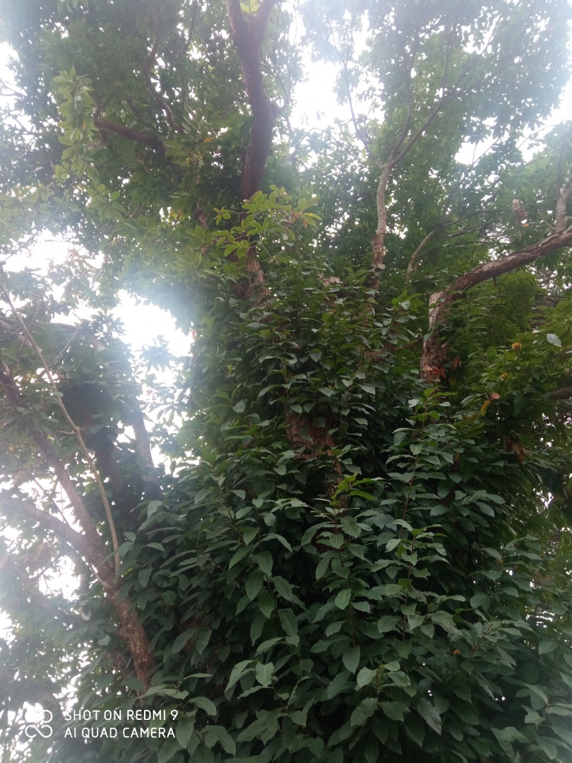 Castaña ecológica Denominación de Origen Galicia