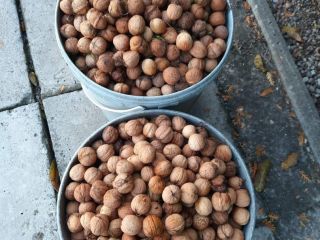 Nueces frescas, ecológicas sin fumigación, de nuestro propio huerto,