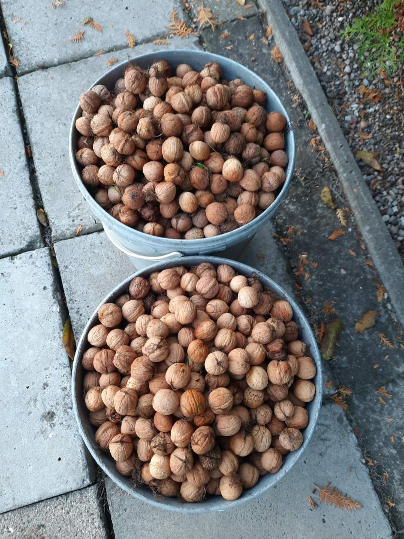 Nueces frescas, ecológicas sin fumigación, de nuestro propio huerto, tamaño medio de nuez