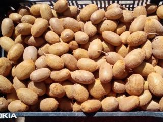 Kiwi fresco disponible en Uttarakhand Nainital Llamar al Cantidad