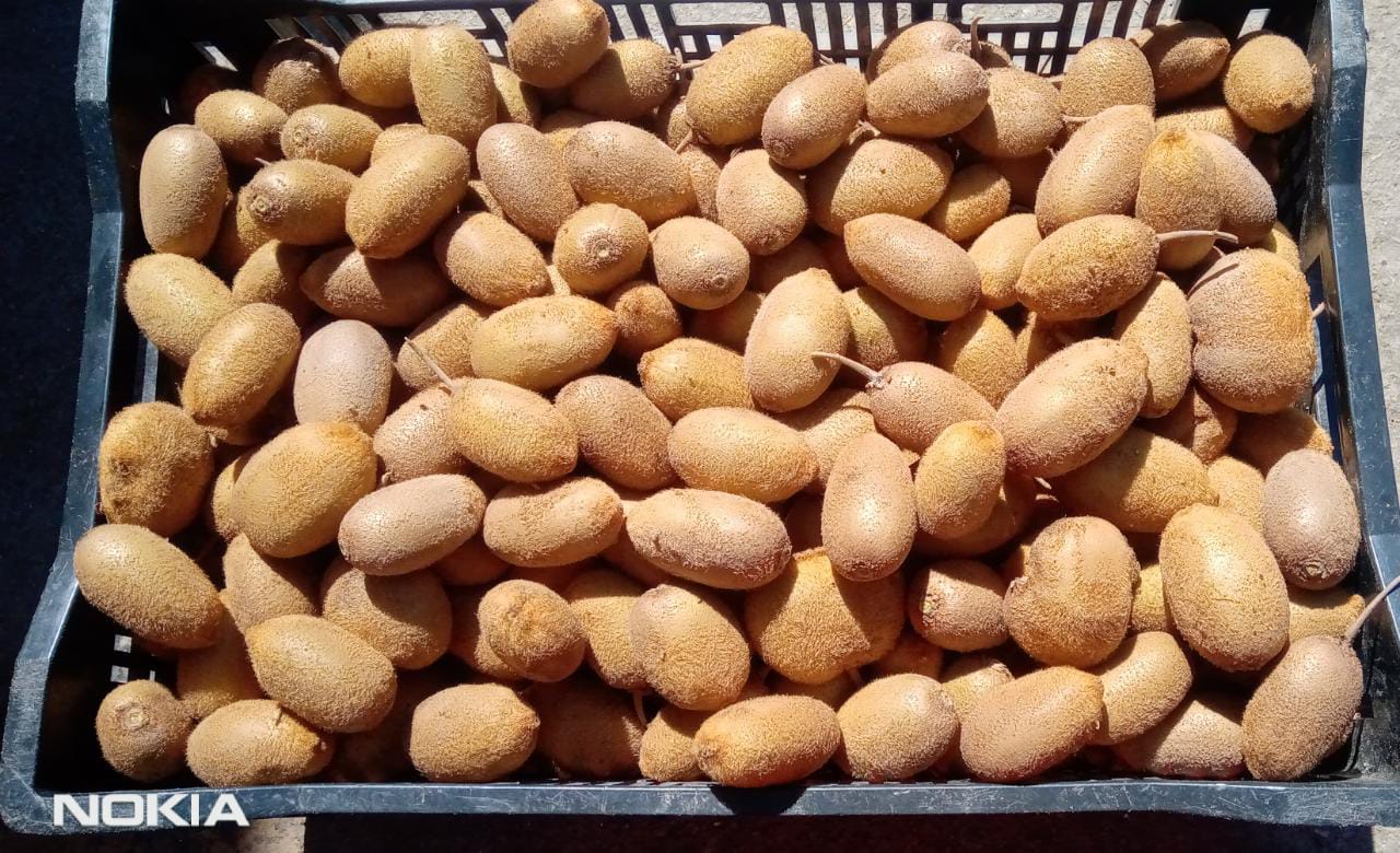 Kiwi fresco disponible en Uttarakhand Nainital Llamar al Cantidad -6 Quintal