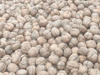 1000 kg de nuez lavada y seca para vender