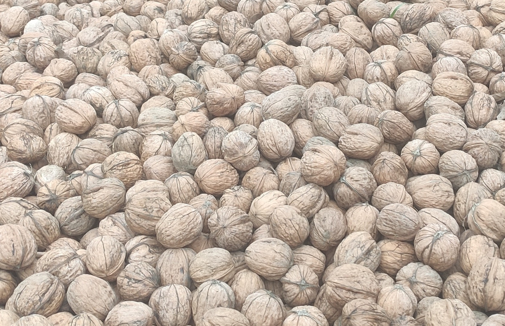 1000 kg de nuez lavada y seca para vender a 2 EUR/kg