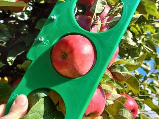 Venderé una manzana Topacio, clara sin granizo, desde +6,5.