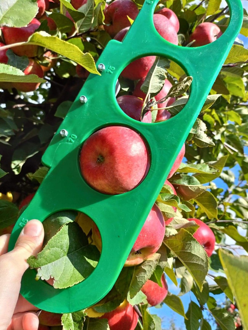 Venderé una manzana Topacio, clara sin granizo, desde +6,5