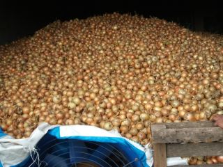 Venderé una cebolla. La cantidad a convenir. Kal. 4-7