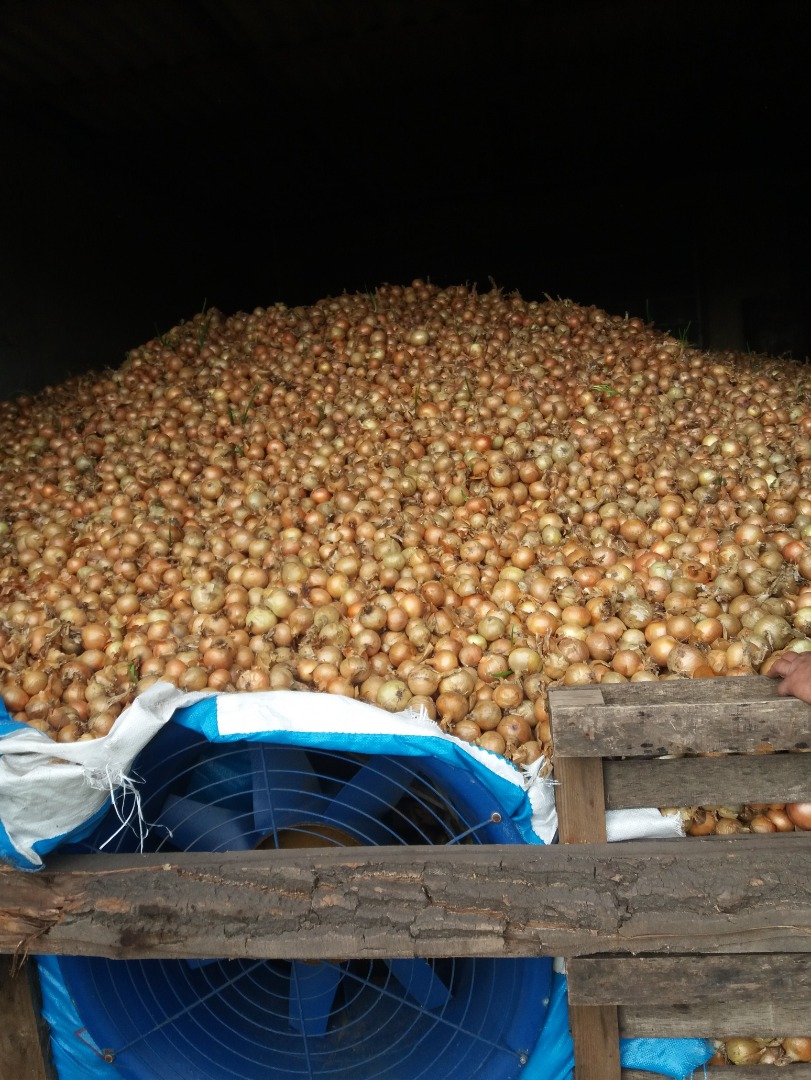 Venderé una cebolla
