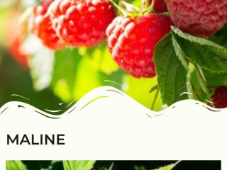 Estimado, somos un productor de raspberrys y penachos en