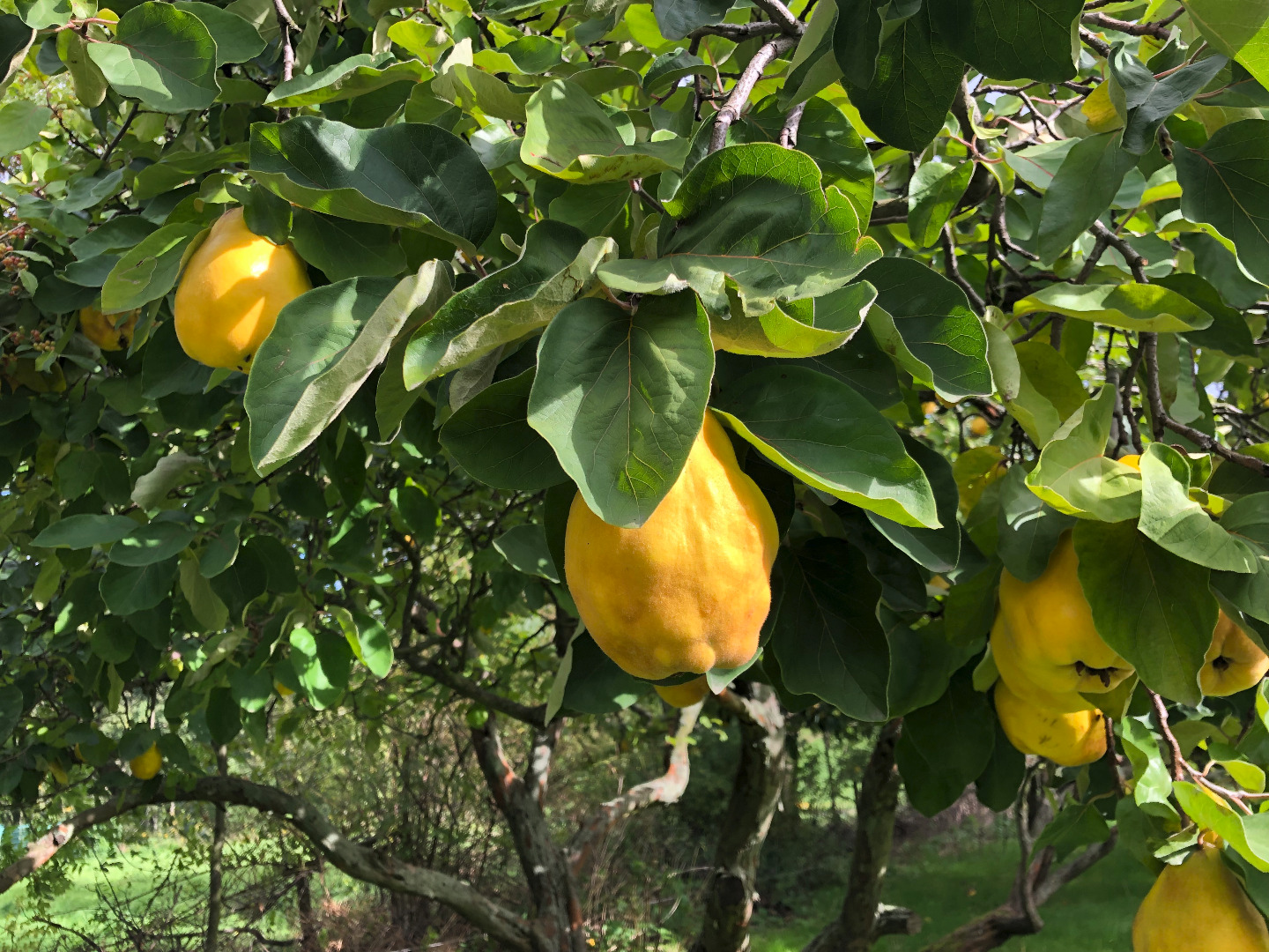 Delicioso membrillo sin pulverizar (membrillo manzana o pera)