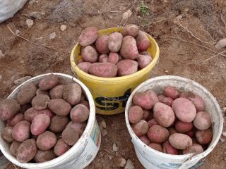 Patatas rojas variedad Bielorrusia, Laura Patatas blancas variedad Bielorrusia
