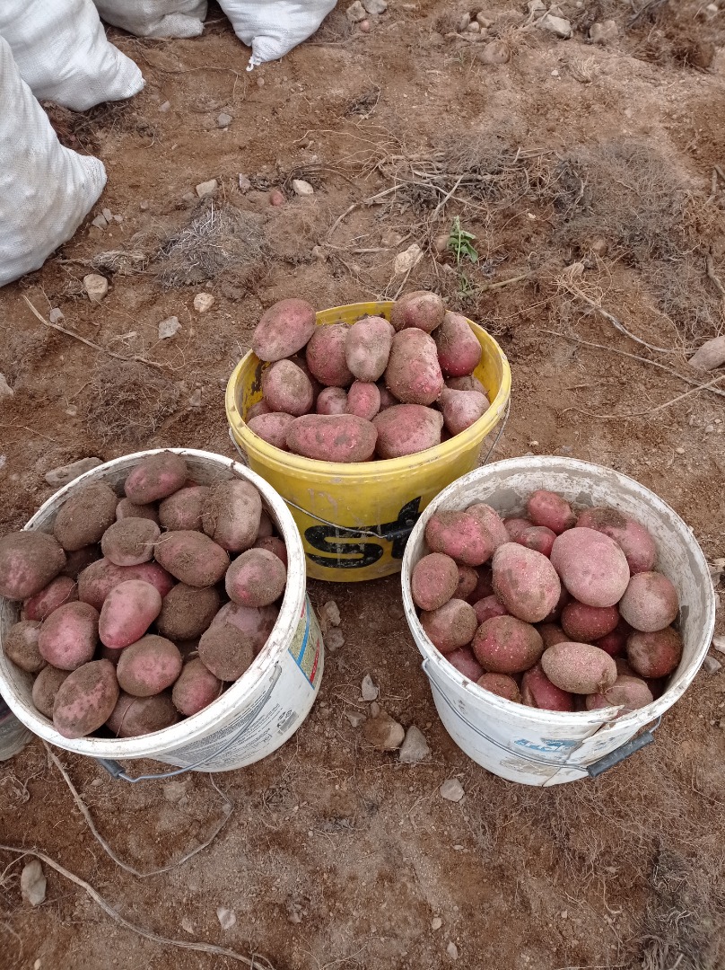 Patatas rojas variedad Bielorrusia, Laura Patatas blancas variedad Bielorrusia