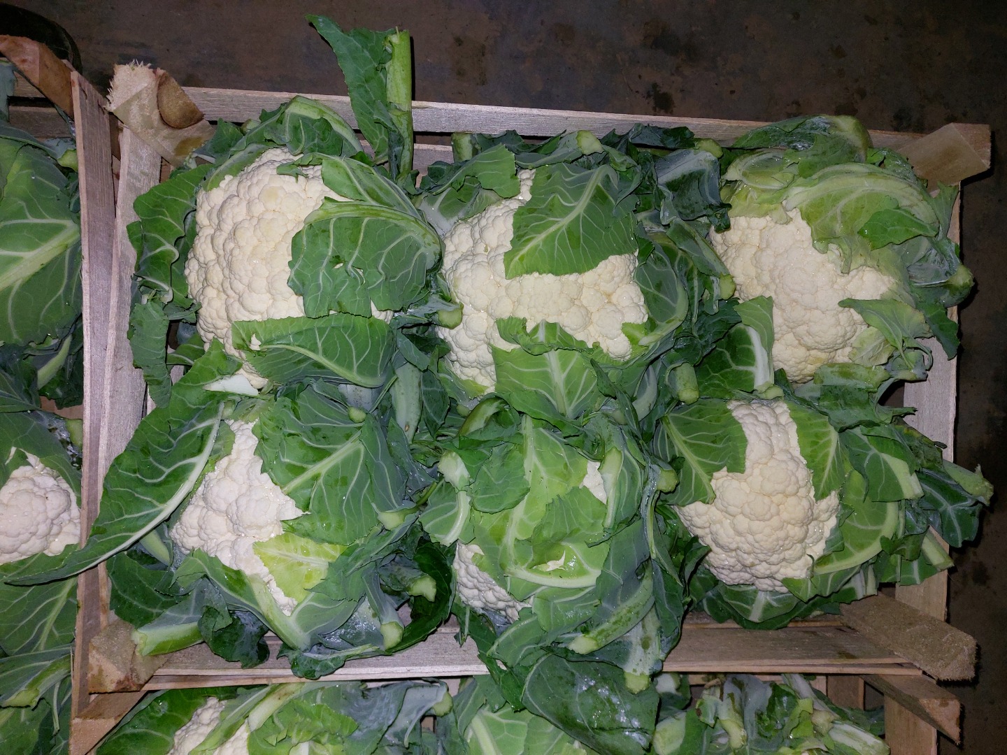 Tengo coliflor a la venta envasada en 6 piezas Precio 26 PLN por paquete