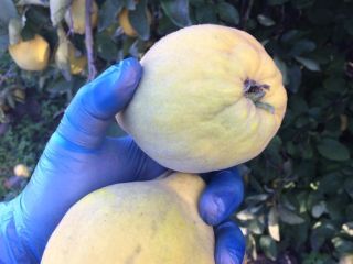 Tengo a la venta fruta de membrillo de cosecha