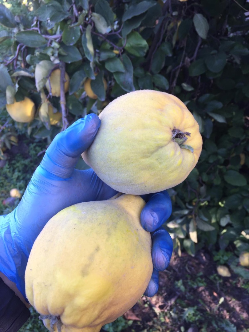 Tengo a la venta fruta de membrillo de cosecha propia, ecologica sin fumigar, apartada de la carretera
