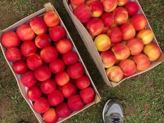 Red delicious, gold delicious, jonagold, greny smith, mutsu de