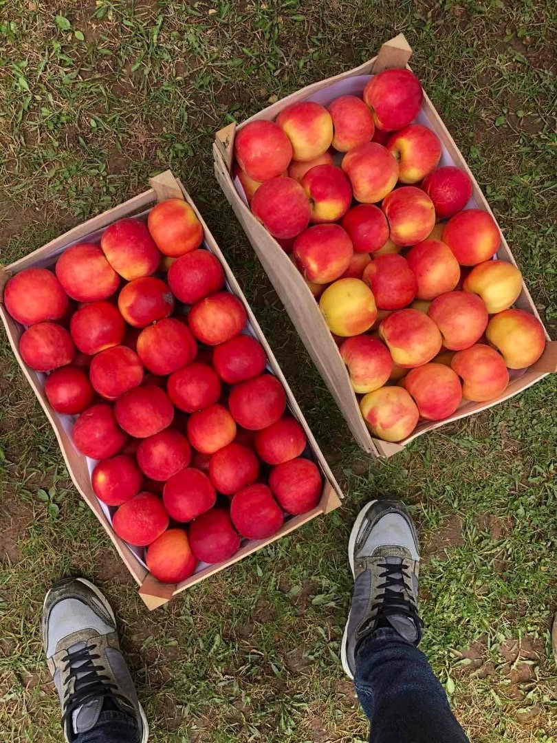 Red delicious, gold delicious, jonagold, greny smith, mutsu de Macedonia Precio- 0.45€ embalaje negociable Número de