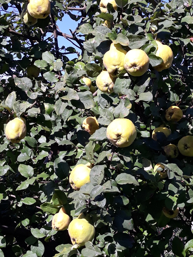 pera membrillo fruta a la venta precio por kg envío posible por taquilla de paquetería o recogida bytom