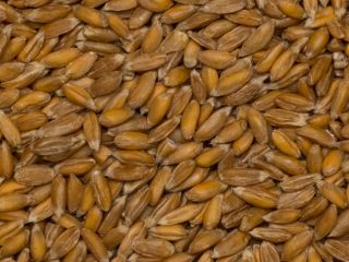 Venderé espelta orgánica con cáscara 25 toneladas Lituania contacto