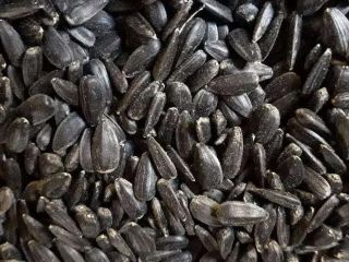 Vendo semillas de girasol, en macetas; Detalles en el