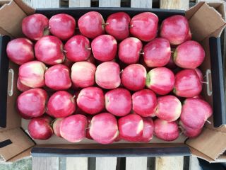 Venderé manzanas orgánicas. Variedades: Gala, Golden Delicious, Red Delicious,