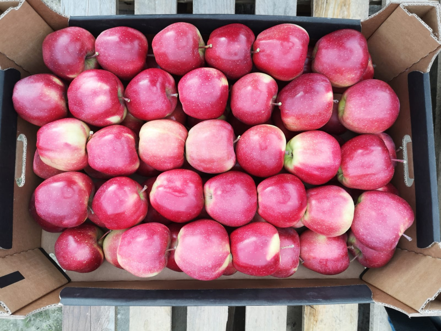 Venderé manzanas orgánicas