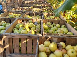 Venta de manzanas Ionatan, golden, idared y florina, grandes,