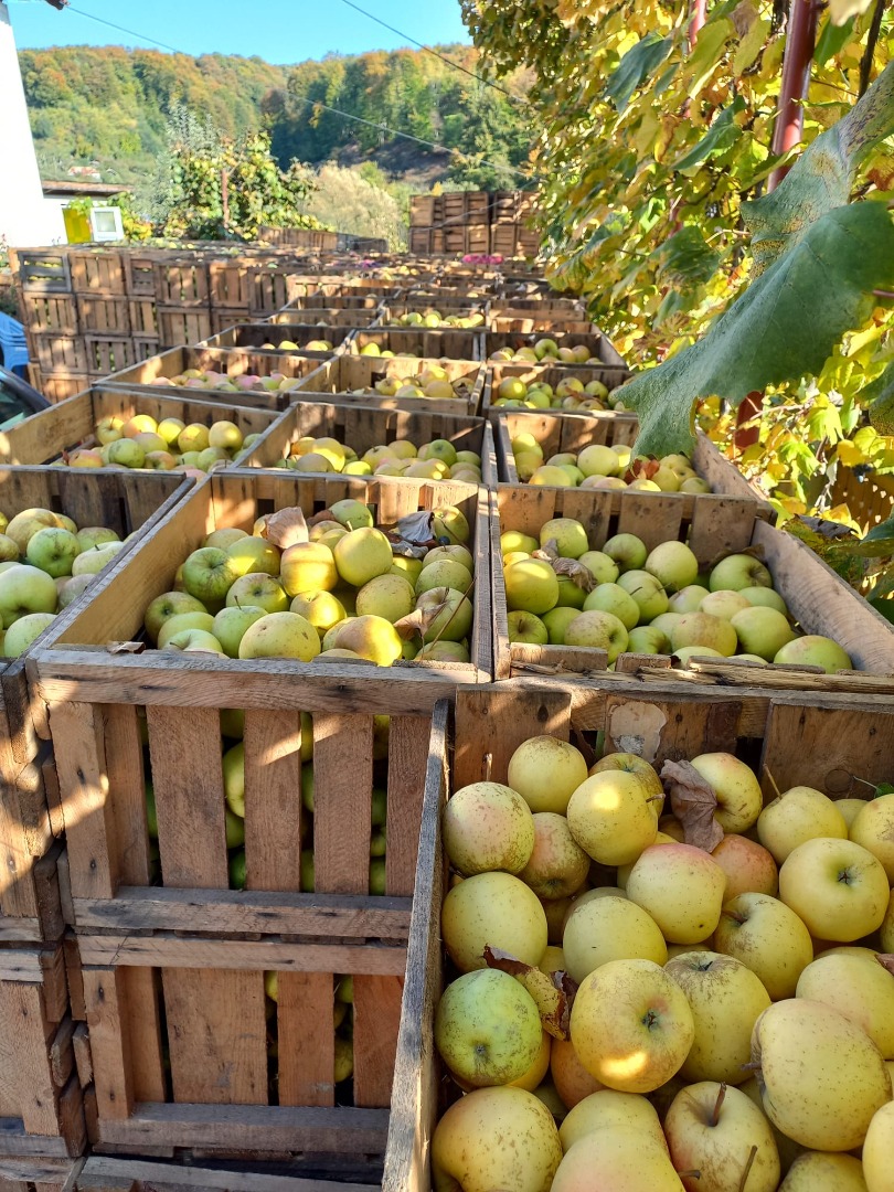 Venta de manzanas Ionatan, golden, idared y florina, grandes, medianas y pequeñas