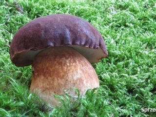 Hola, ofrezco boletus setas del bosque, champiñones, rebozuelos