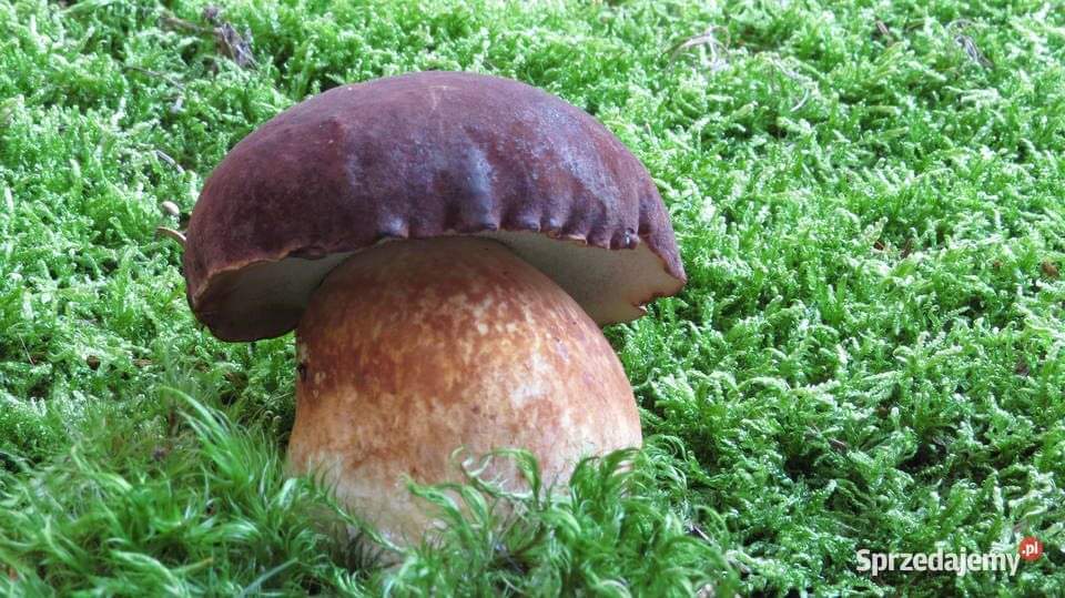 Hola, ofrezco boletus setas del bosque, champiñones, rebozuelos