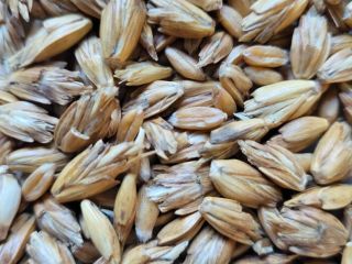 Venderé espelta orgánica (trigo de espelta) en cáscara de