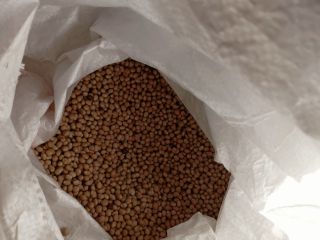 Alforfón doméstico