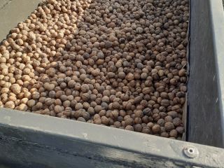 Venderé nueces este año, el precio es 5 PLN,