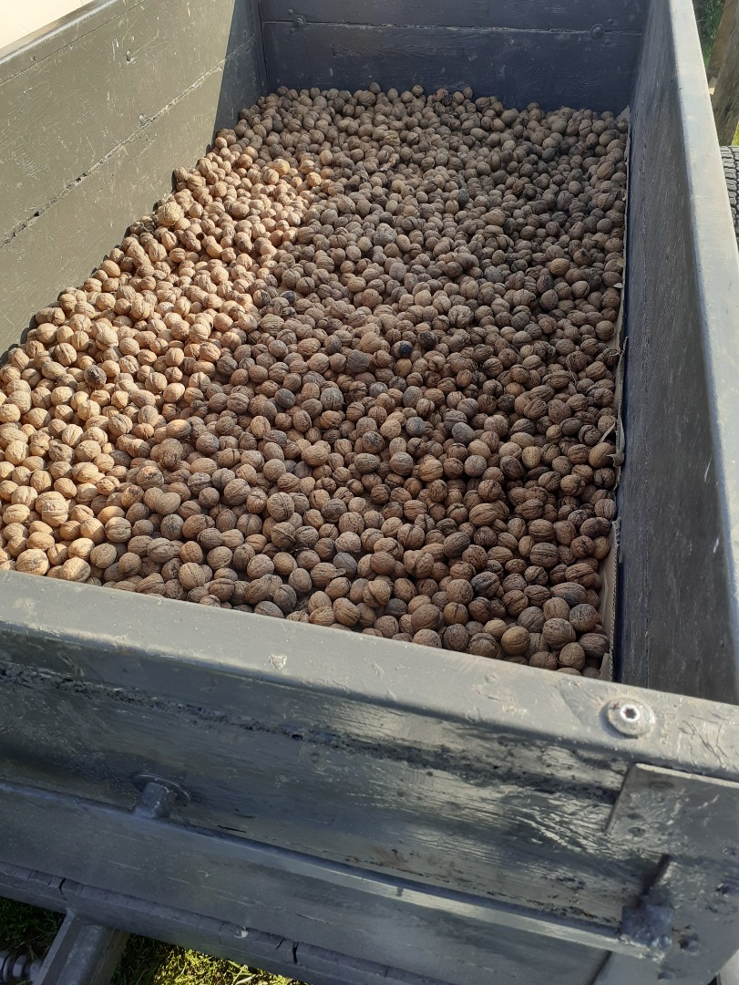 Venderé nueces este año, el precio es 5 PLN, el precio es negociable