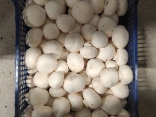 Buenos días, tengo que ofrecerle un hongo blanco en