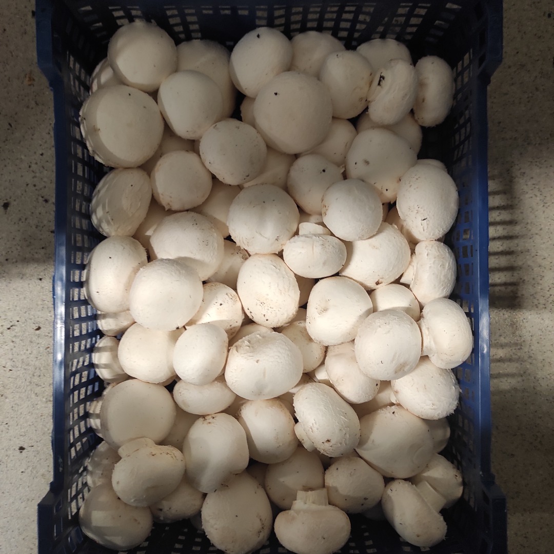 Buenos días, tengo que ofrecerle un hongo blanco en la cantidad de al menos 2 toneladas por mes o más