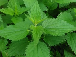 ortiga seca de plantación ecológica, buena calidad, más cantidad