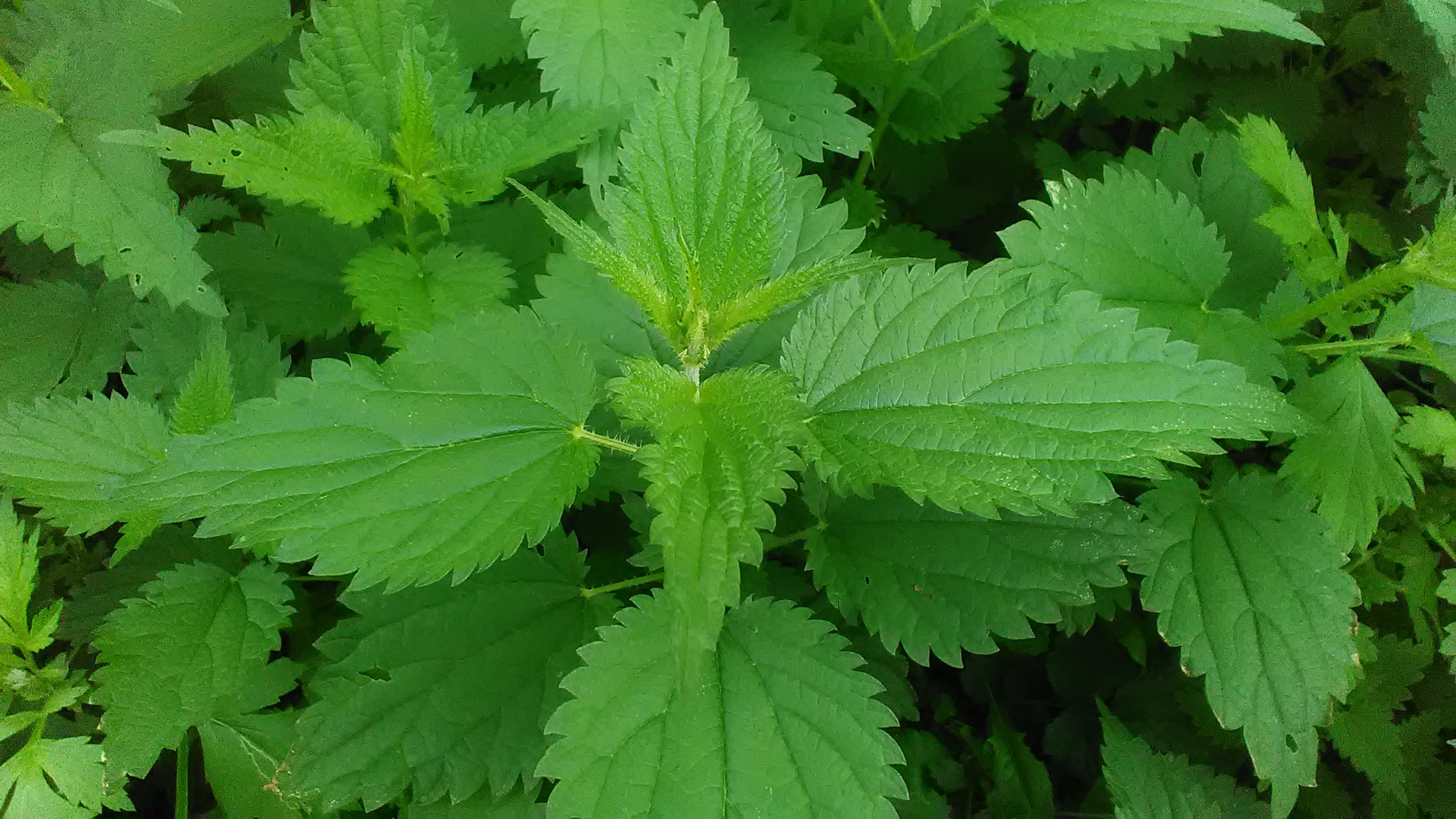 ortiga seca de plantación ecológica, buena calidad, más cantidad