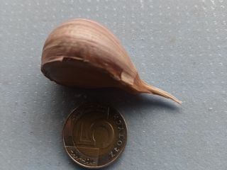 Hola, vendo ajo seco de invierno variedad Arkus. Diámetro