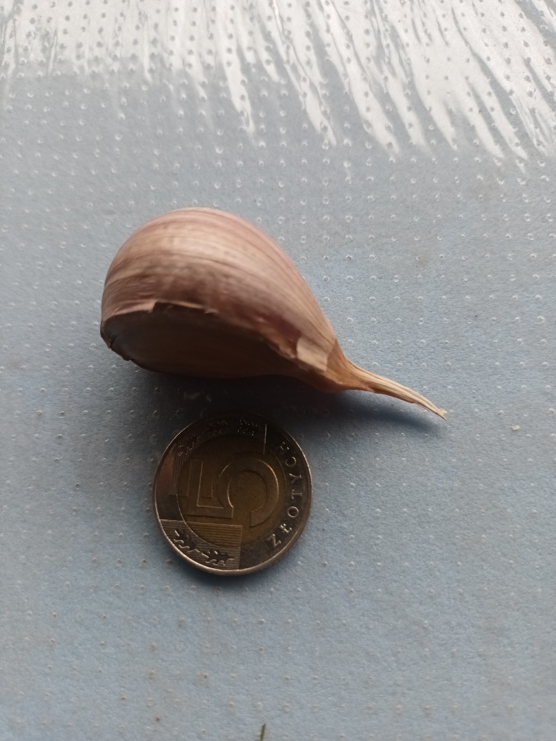 Hola, vendo ajo seco de invierno variedad Arkus