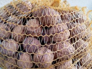 Venderé las nueces secas de este año en mi